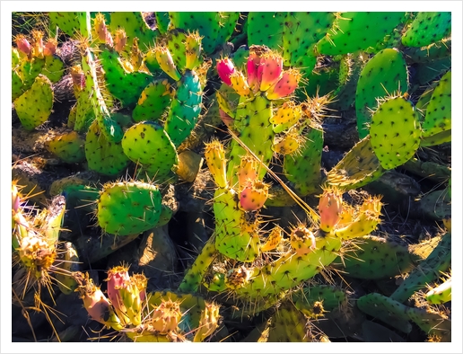 Closeup green and pink cactus garden texture background Art Print by Timmy333