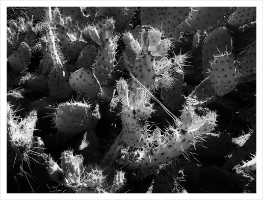 Cactus garden texture background in black and white Art Print by Timmy333