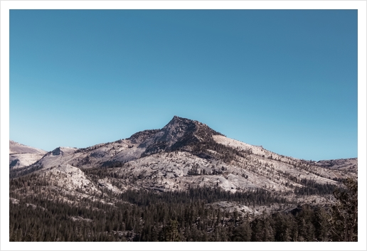 mountain and pine tree at Yosemite national park California USA Art Print by Timmy333