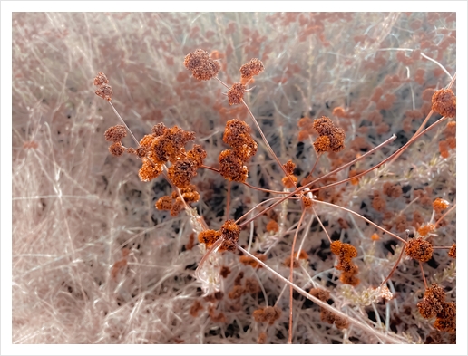 blooming dry flowers with brown dry grass abstract background Art Print by Timmy333