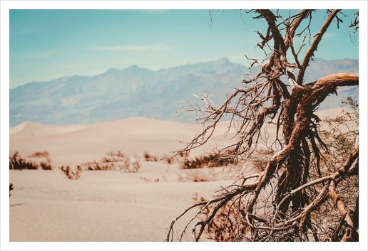 Tree branch with sand desert and mountain view at Death Valley national park California USA Art Print by Timmy333