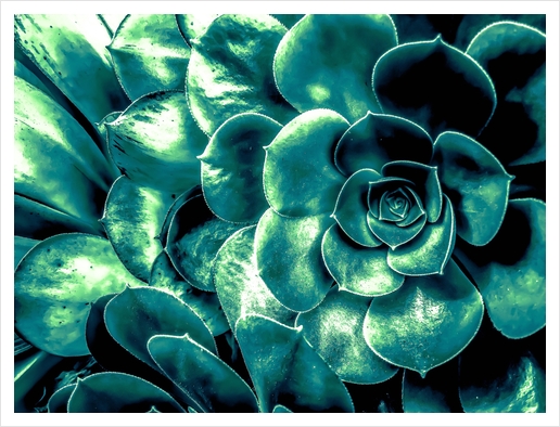 closeup green succulent plant background Art Print by Timmy333