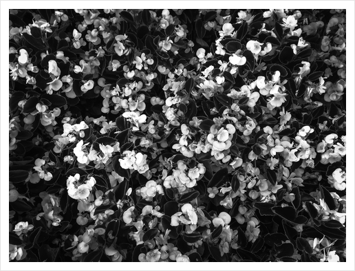 blooming flowers garden background in black and white Art Print by Timmy333