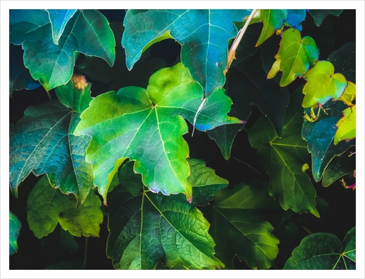 closeup green ivy leaves background Art Print by Timmy333