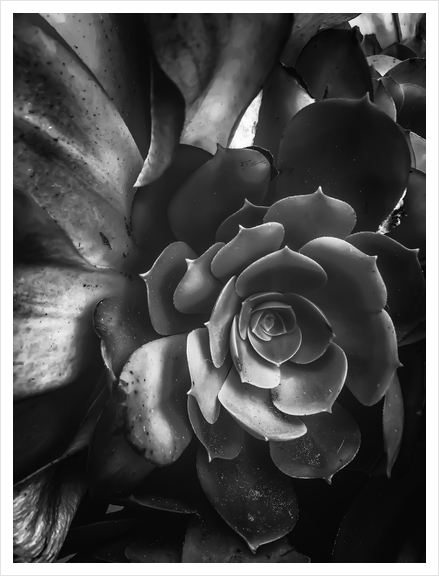 closeup succulent plant in black and white Art Print by Timmy333