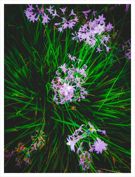 closeup blooming purple flowers with green leaves Art Print by Timmy333