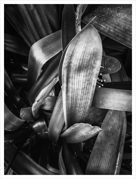 closeup leaves texture background in black and white Art Print by Timmy333