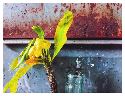 yellow euphorbia milii plant with old lusty metal background Art Print by Timmy333