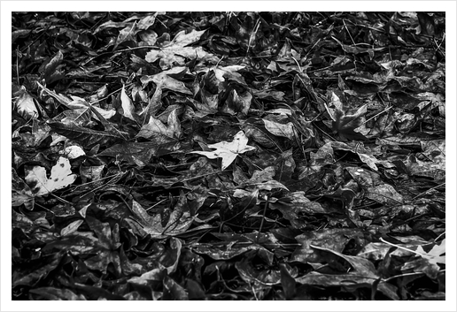 maple leaves texture abstract in black and white Art Print by Timmy333