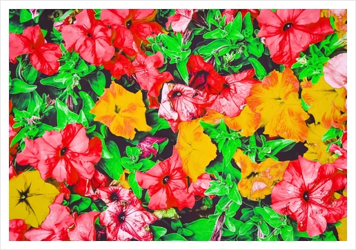 closeup flower abstract background in pink red yellow with green leaves Art Print by Timmy333