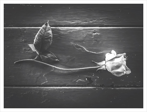 rose with leaves on the wood table in black and white Art Print by Timmy333