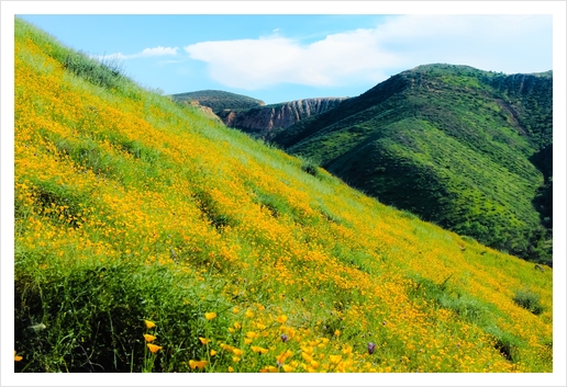 yellow poppy flower field with green leaf and green mountain and cloudy blue sky in summer Art Print by Timmy333