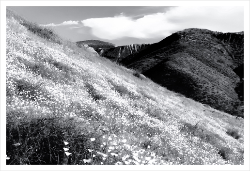 poppy flower field with mountain and cloudy sky background in black and white Art Print by Timmy333