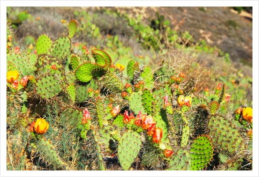 green cactus with red and yellow flower texture background Art Print by Timmy333