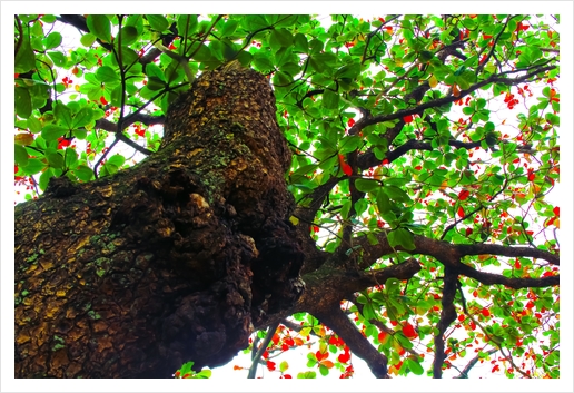 big tree with green leaves and red leaves Art Print by Timmy333