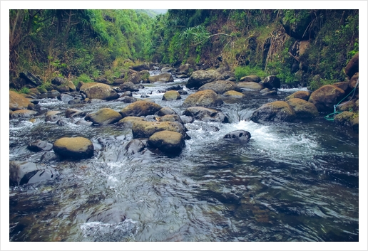 river and rock in the forest with green tree at Kauai, Hawaii Art Print by Timmy333