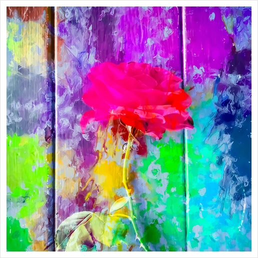 red rose with pink purple blue green yellow painting abstract background Art Print by Timmy333