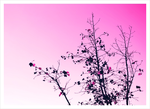 isolate tree branch abstract with leaf and pink background Art Print by Timmy333