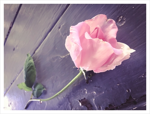 closeup pink rose Art Print by Timmy333