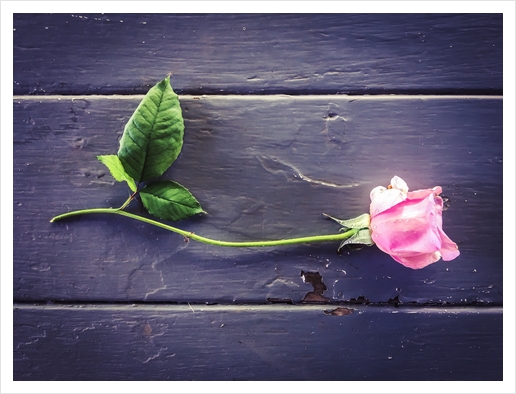 pink rose with wood table background Art Print by Timmy333