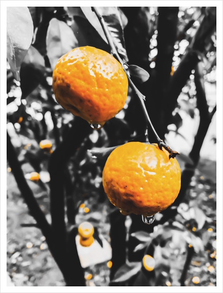 fresh orange fruit in the garden Art Print by Timmy333