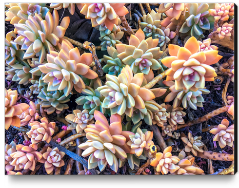 closeup green and pink succulent plant garden background Canvas Print by Timmy333