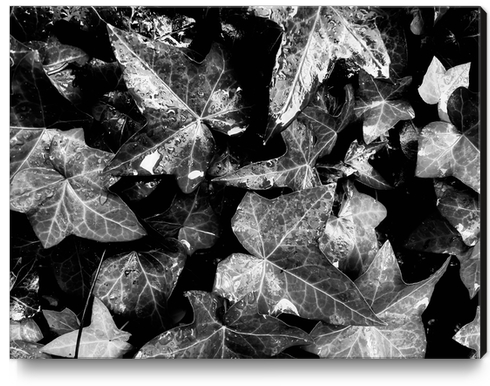 closeup ivy leaves garden texture background in black and white Canvas Print by Timmy333