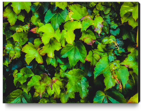 green ivy leaves texture background Canvas Print by Timmy333