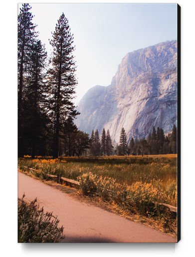 pine tree and mountain at Yosemite national park California USA Canvas Print by Timmy333