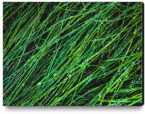 green grass texture background with water drop Canvas Print by Timmy333