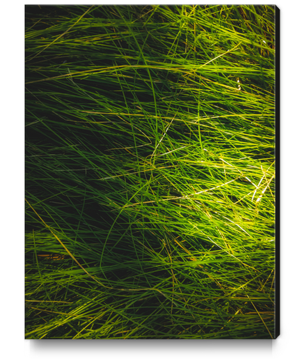 closeup green grass field texture abstract background Canvas Print by Timmy333