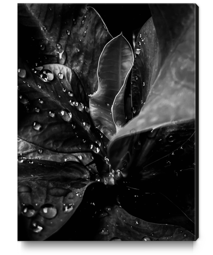 Closeup leaves texture with water drops in black and white Canvas Print by Timmy333