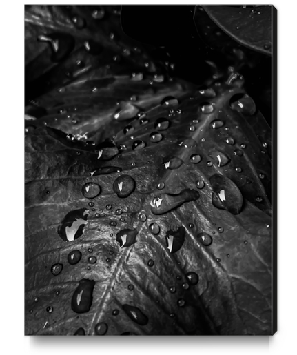 Closeup leaves with drop of water in black and white Canvas Print by Timmy333