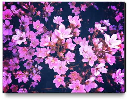 blooming pink flowers garden texture background Canvas Print by Timmy333