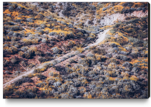 blooming yellow poppy flower field over the mountain in California, USA Canvas Print by Timmy333