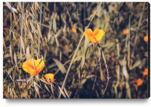 yellow poppy flowers with green leaves texture background Canvas Print by Timmy333