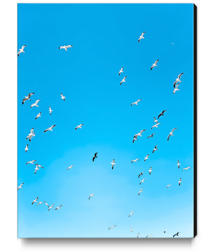 flying birds over the blue sky Canvas Print by Timmy333