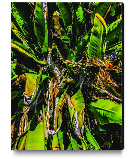 Bird of paradise plant with green leaves background Canvas Print by Timmy333