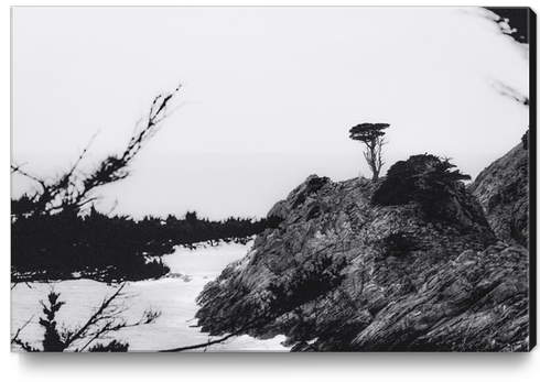 isolated tree with ocean view at Big Sur, California, USA in black and white Canvas Print by Timmy333