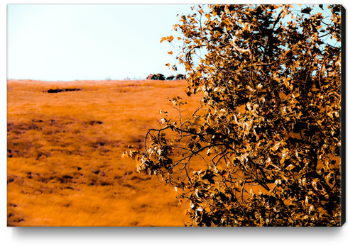 tree with autumn leaves  Canvas Print by Timmy333