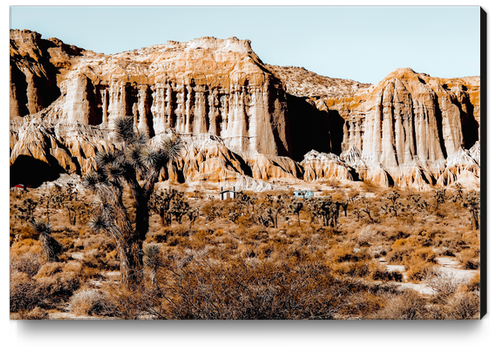 Cactus in the desert at Red Rock Canyon State Park California USA Canvas Print by Timmy333