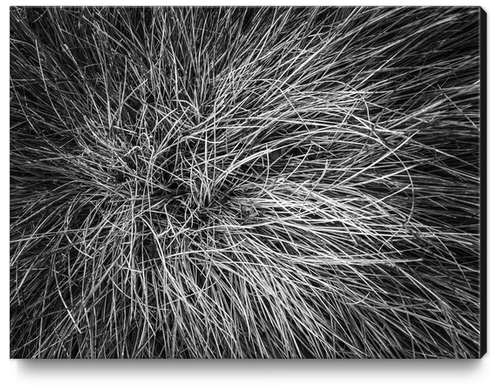 closeup grass field texture in black and white Canvas Print by Timmy333