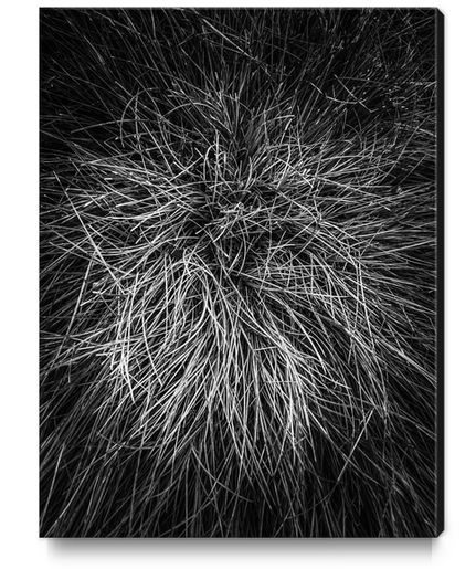 closeup grass texture in black and white Canvas Print by Timmy333