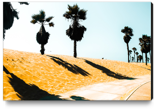 palm tree and summer sandy beach at Oxnard Beach, California, USA Canvas Print by Timmy333