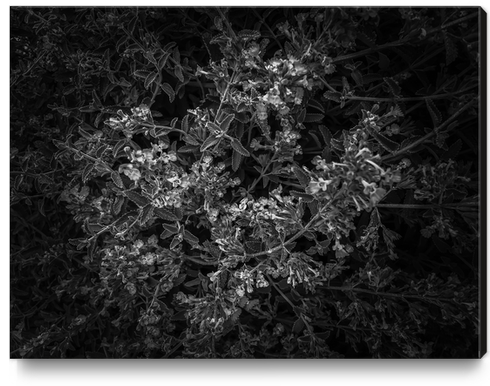 blooming flowers garden background in black and white Canvas Print by Timmy333