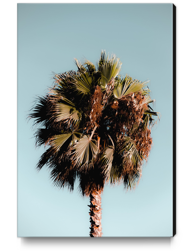 Closeup isolated palm tree with green leaves in summer with blue sky Canvas Print by Timmy333