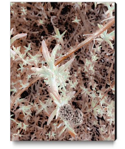 dry flowers with brown dry grass texture abstract background Canvas Print by Timmy333