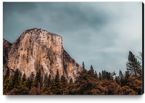 mountain and pine tree at Yosemite national park California USA Canvas Print by Timmy333