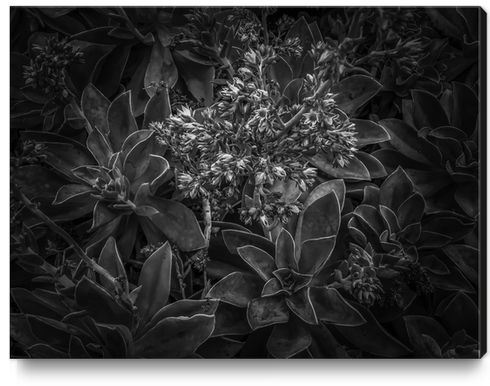 succulent plant with blooming flowers in black and white Canvas Print by Timmy333