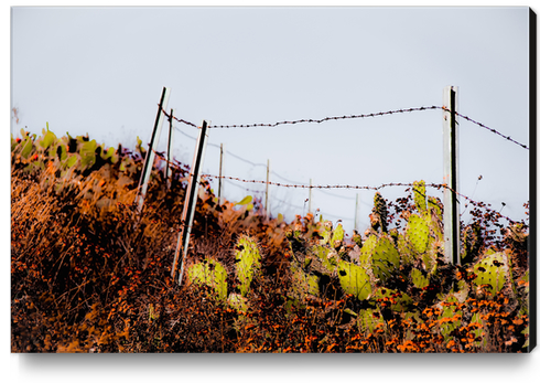 Green cactus garden and blooming flowers and blue sky Canvas Print by Timmy333